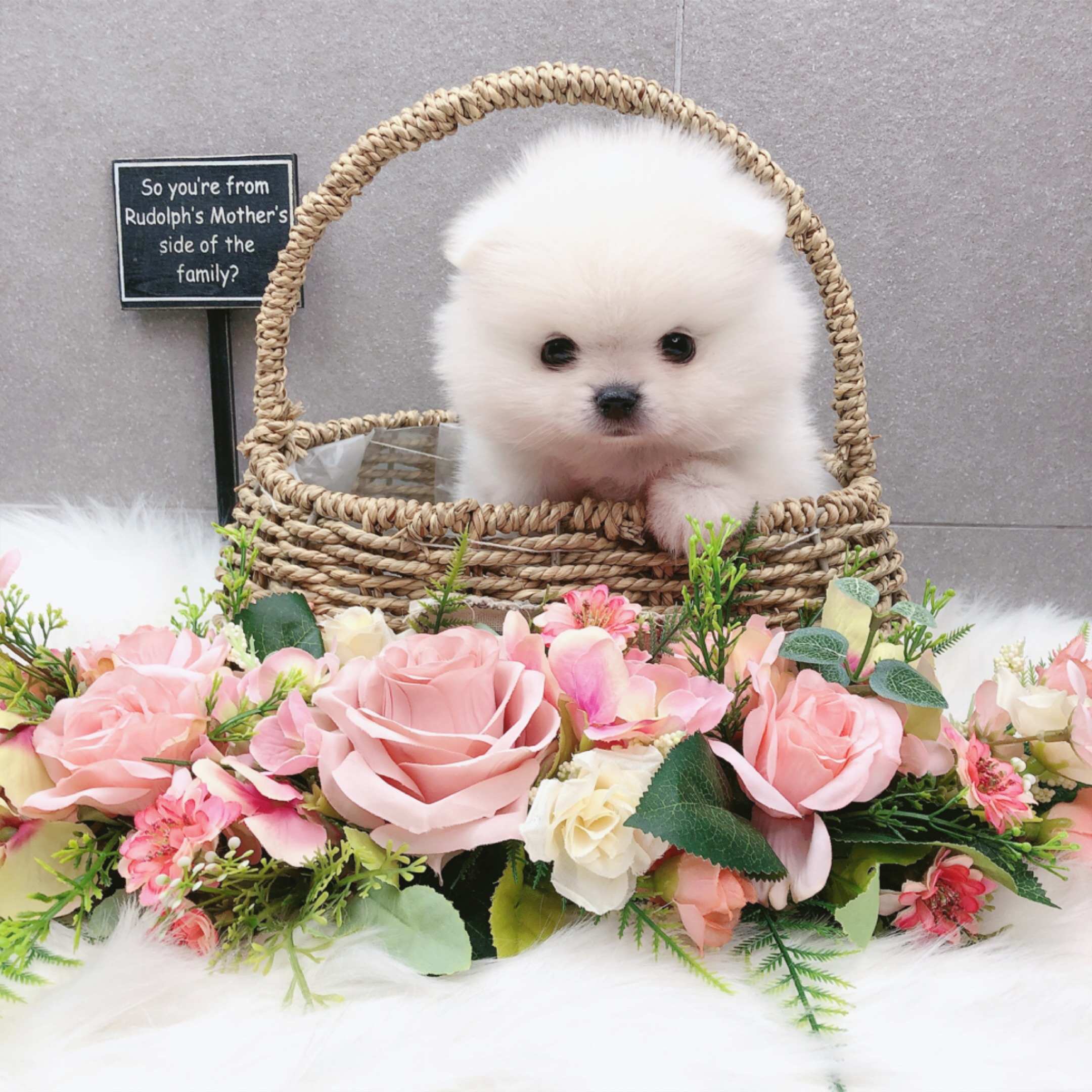포메라니안 입양합니다