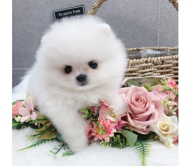포메라니안(분양완료)
