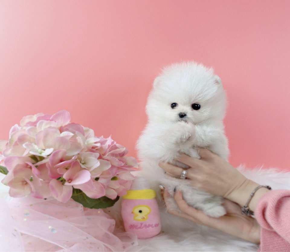 포메라니안(분양완료)