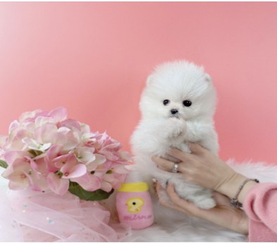 포메라니안(분양완료)