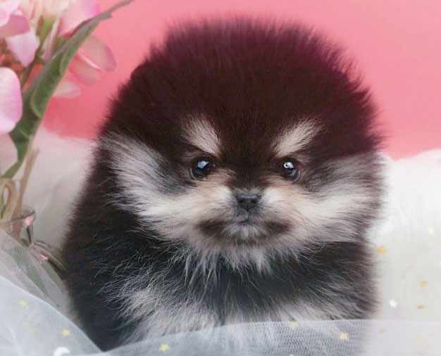 포메라니안(분양완료)