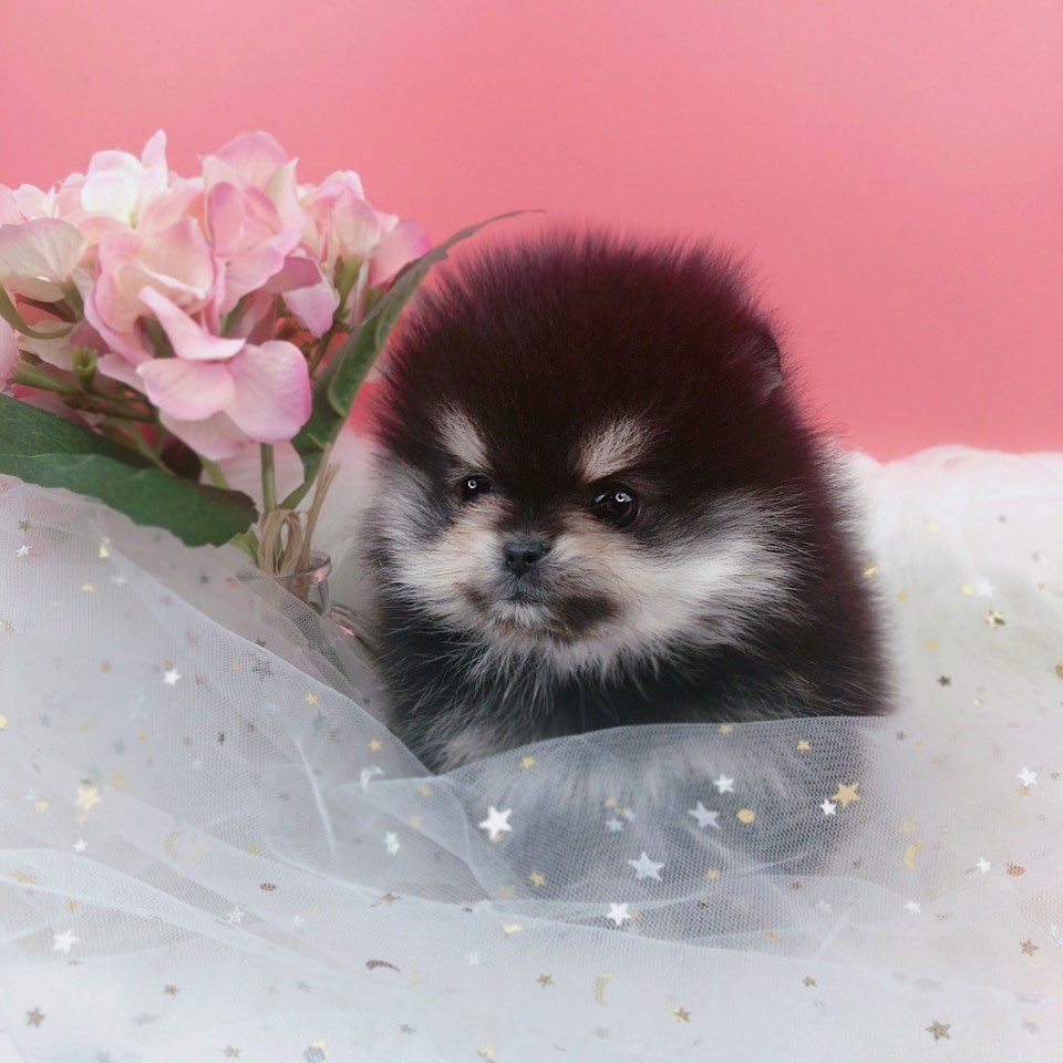 포메라니안(분양완료)