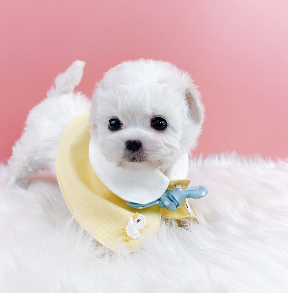 미니비숑(분양완료)