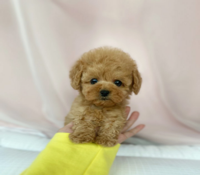 토이푸들(분양완료)