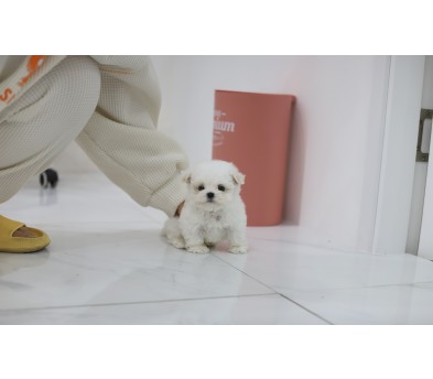 말티푸(분양완료)