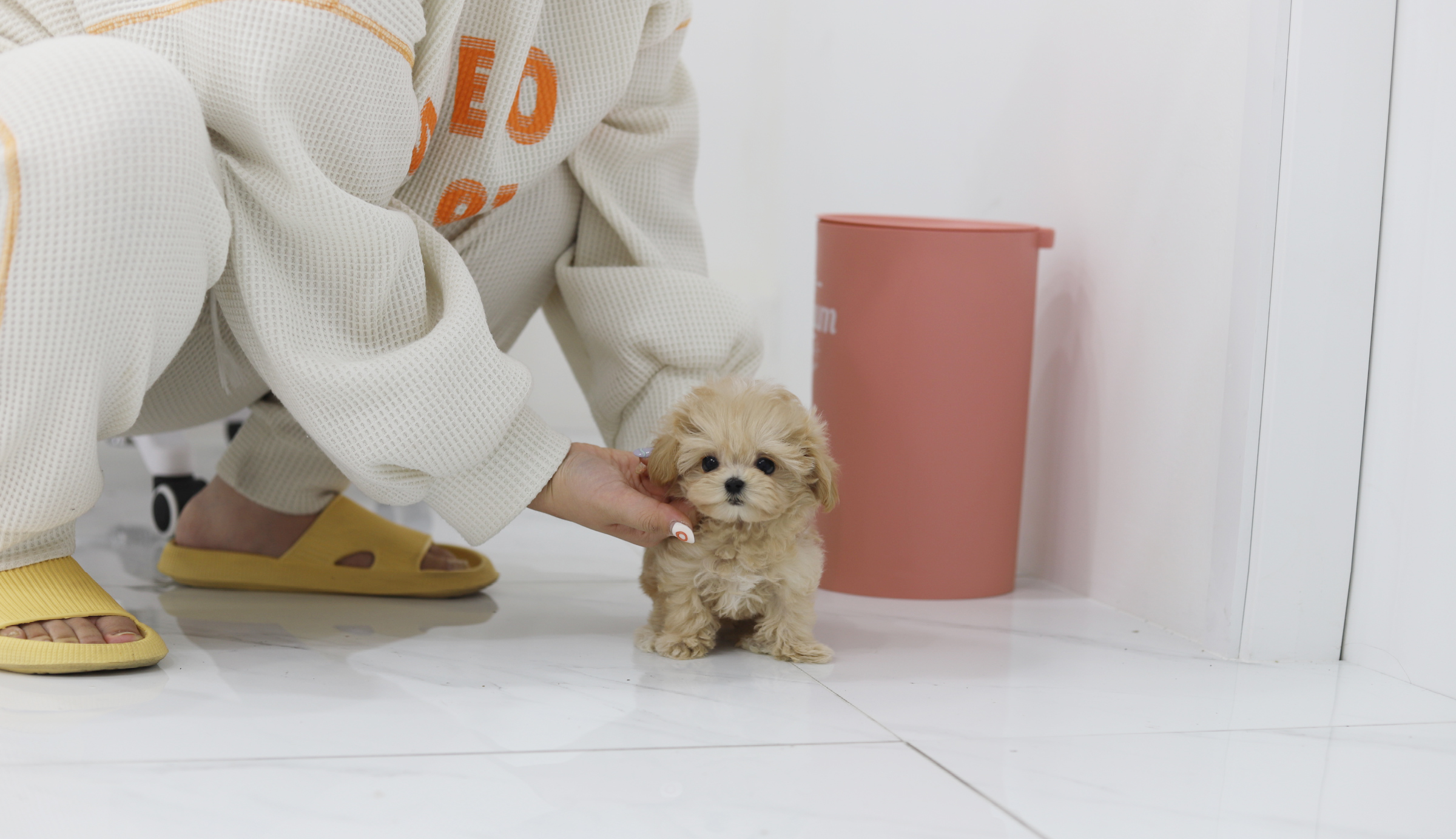 말티푸(분양완료)