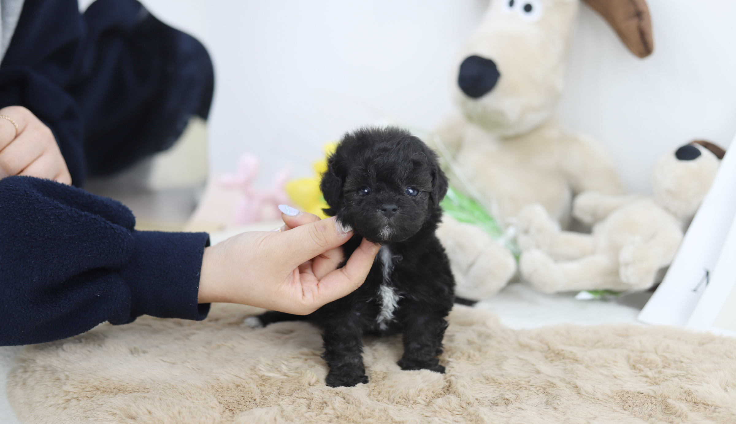 토이푸들(분양완료)