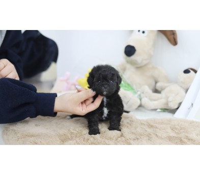 토이푸들(분양완료)