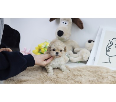 토이푸들(분양완료)