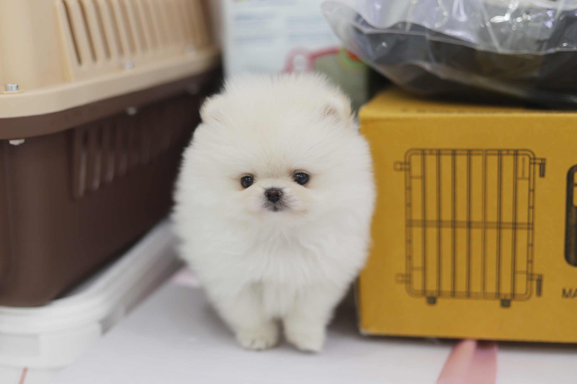 포메라니안(분양완료)