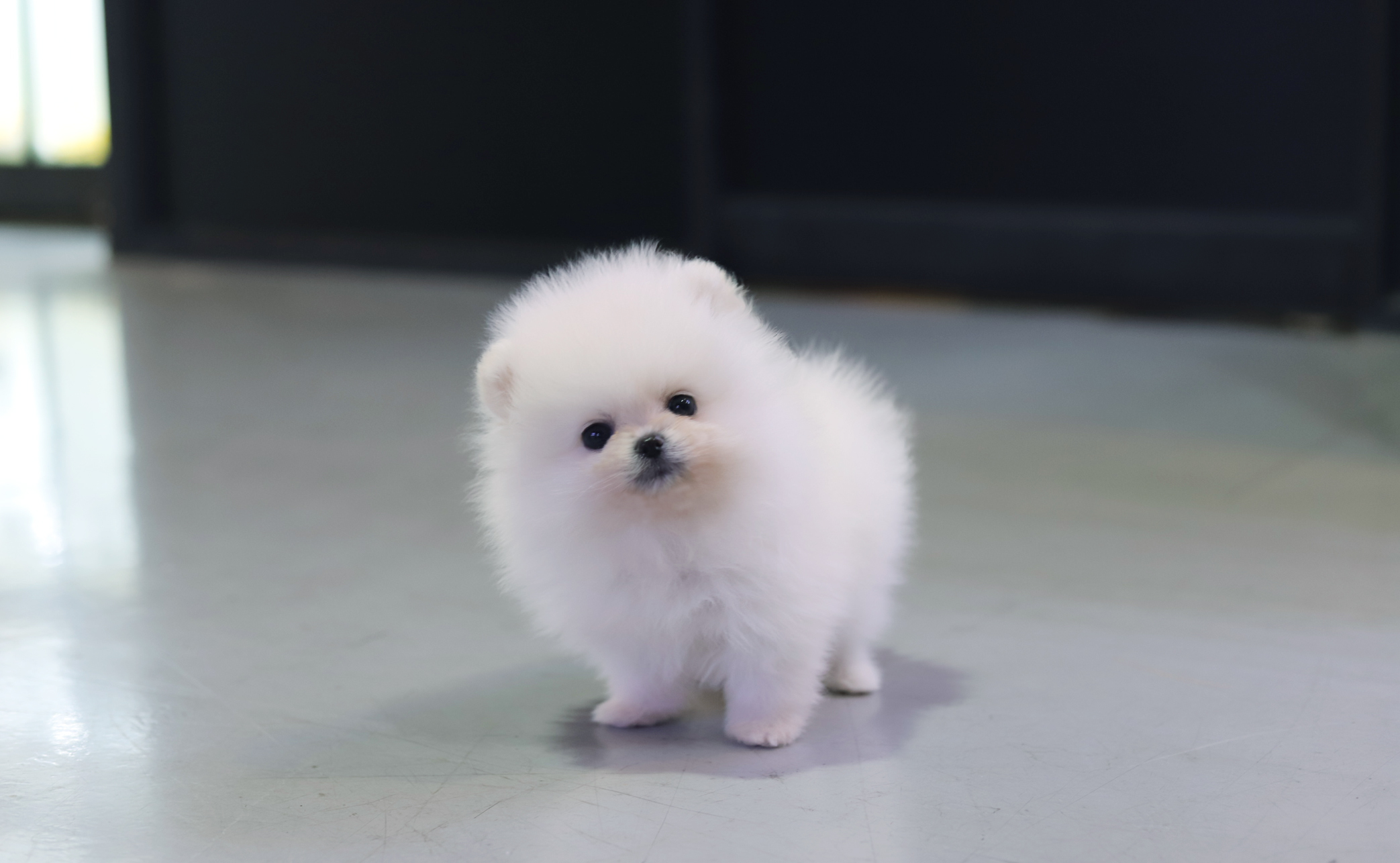 포메라니안(분양완료)