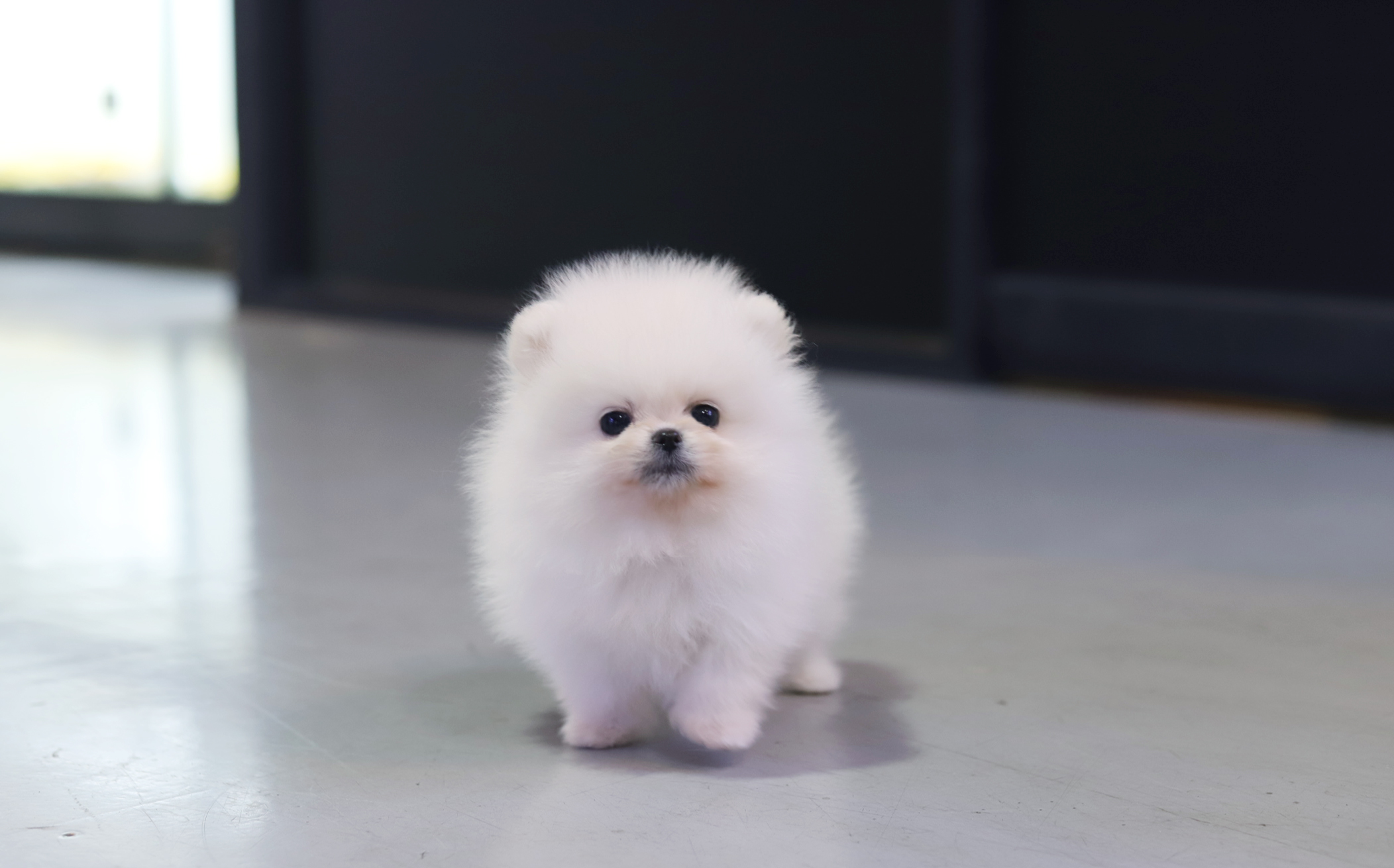 포메라니안(분양완료)