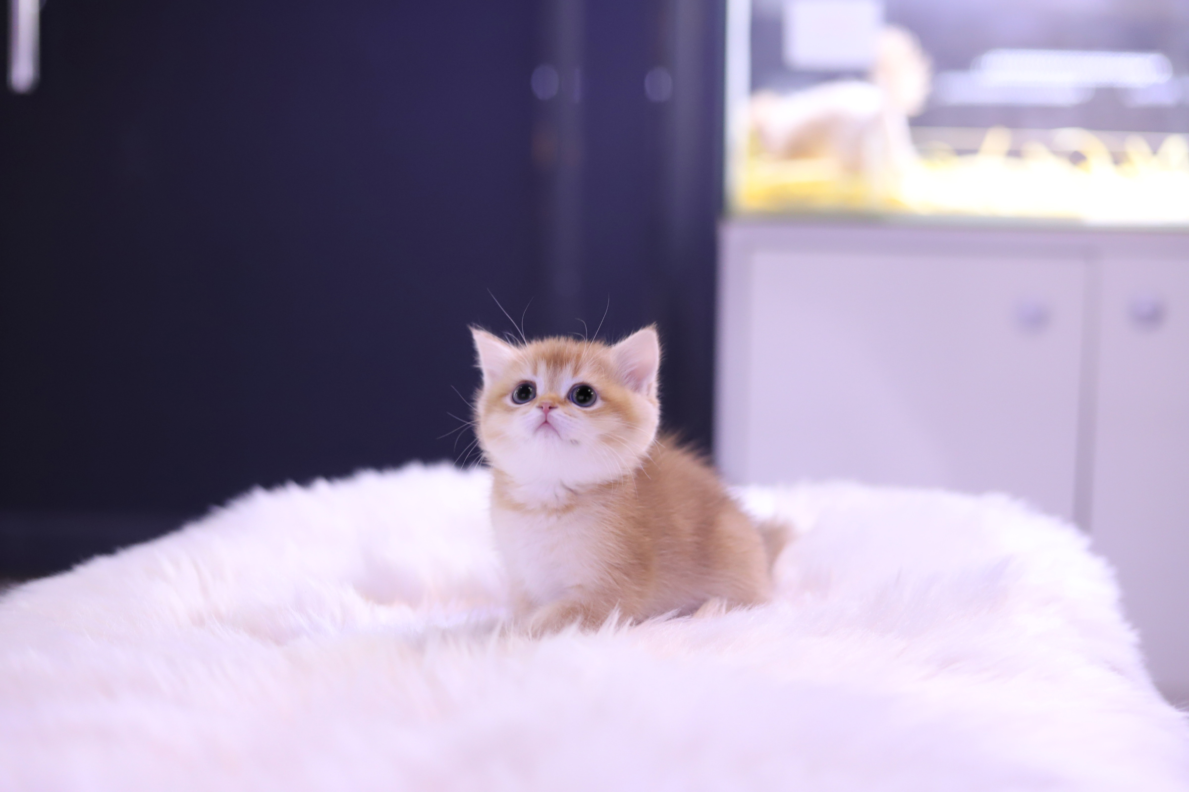 브리티쉬숏헤어(분양완료)