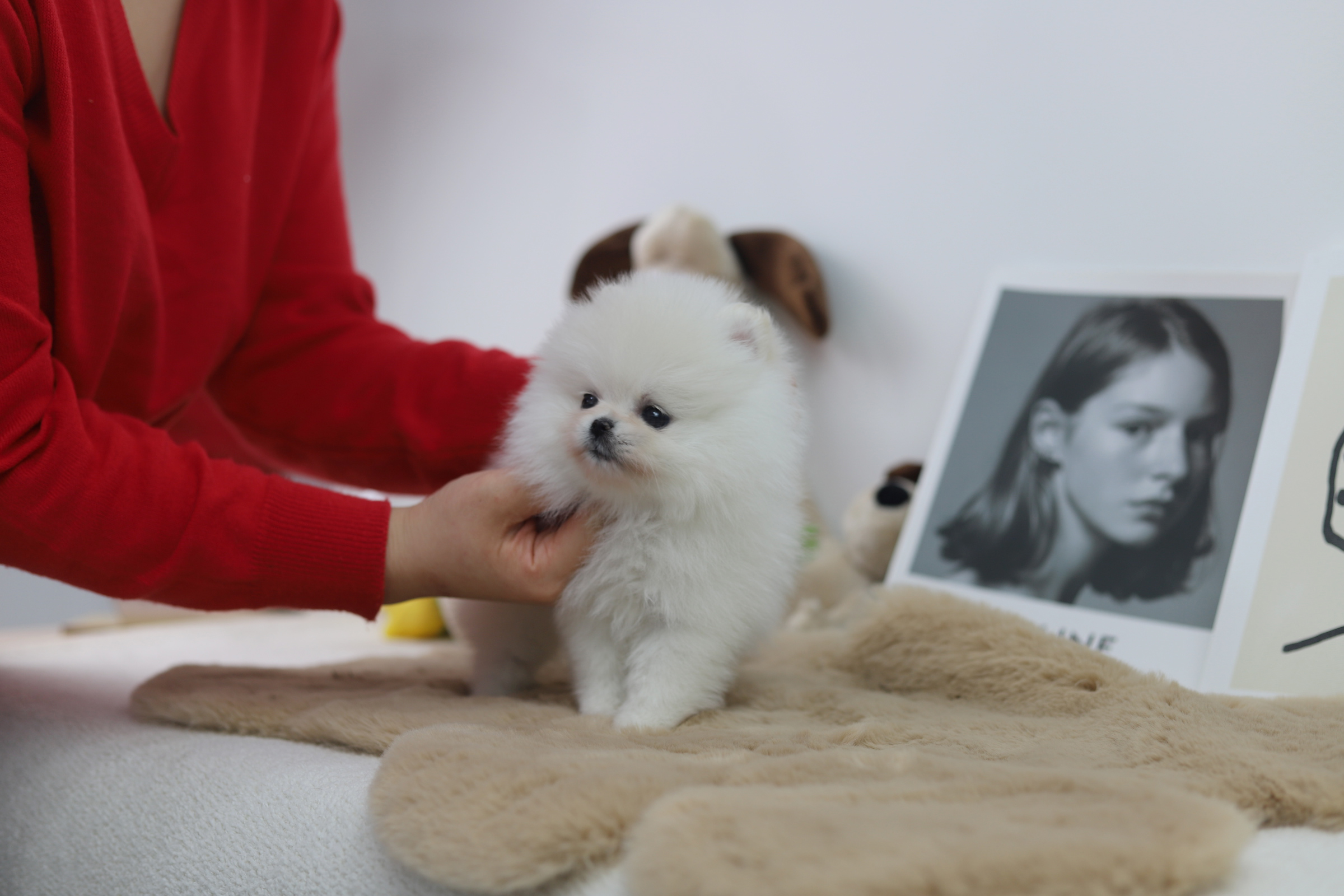 포메라니안(분양완료)