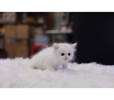 브리티쉬숏헤어(분양완료)