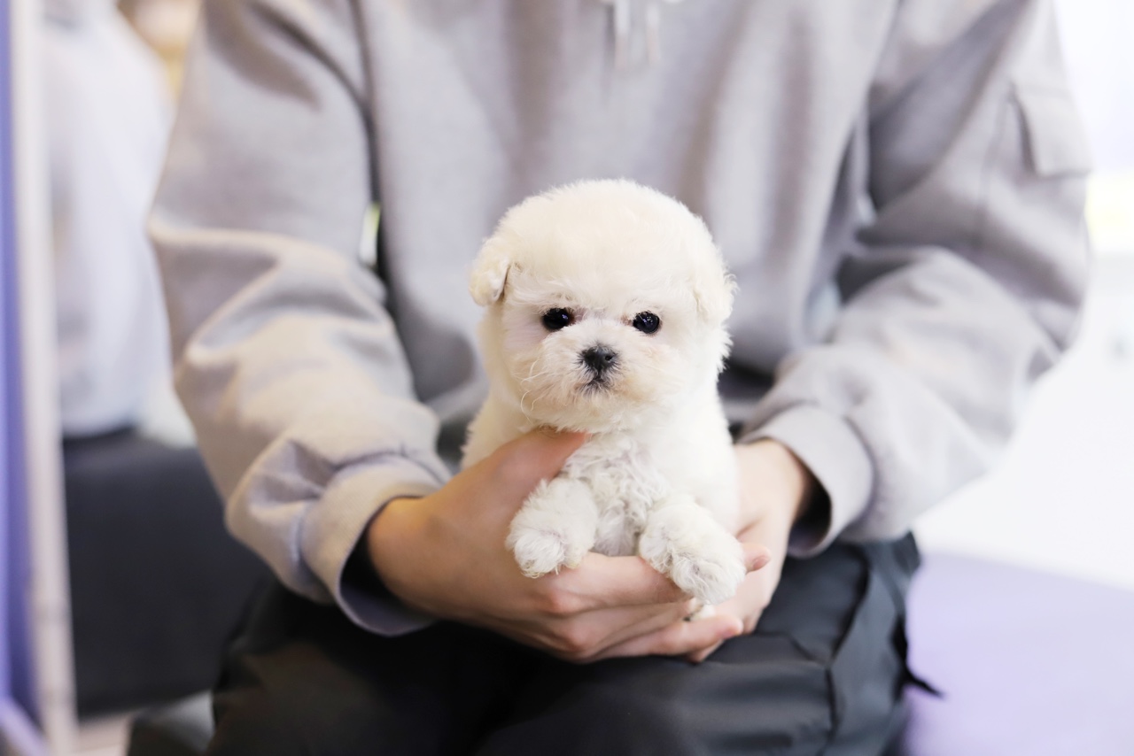 미니비숑분양(분양완료)