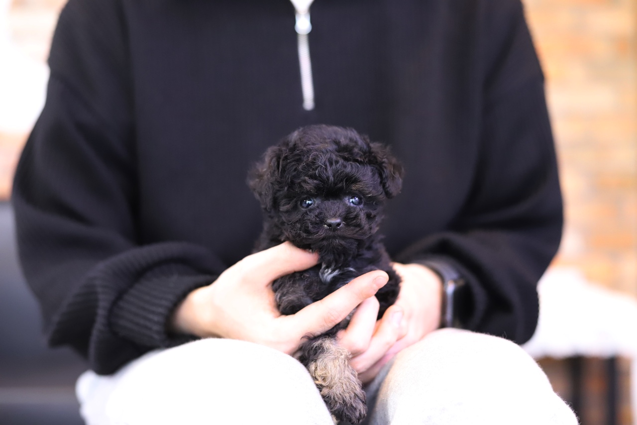토이푸들(분양완료)
