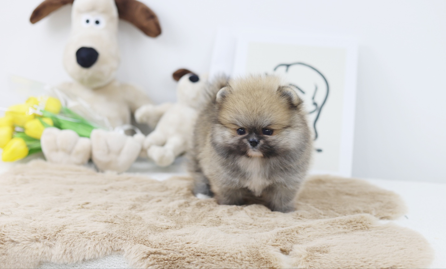 포메라니안(분양완료)