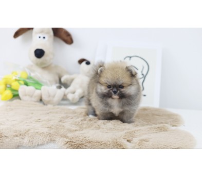 포메라니안(분양완료)