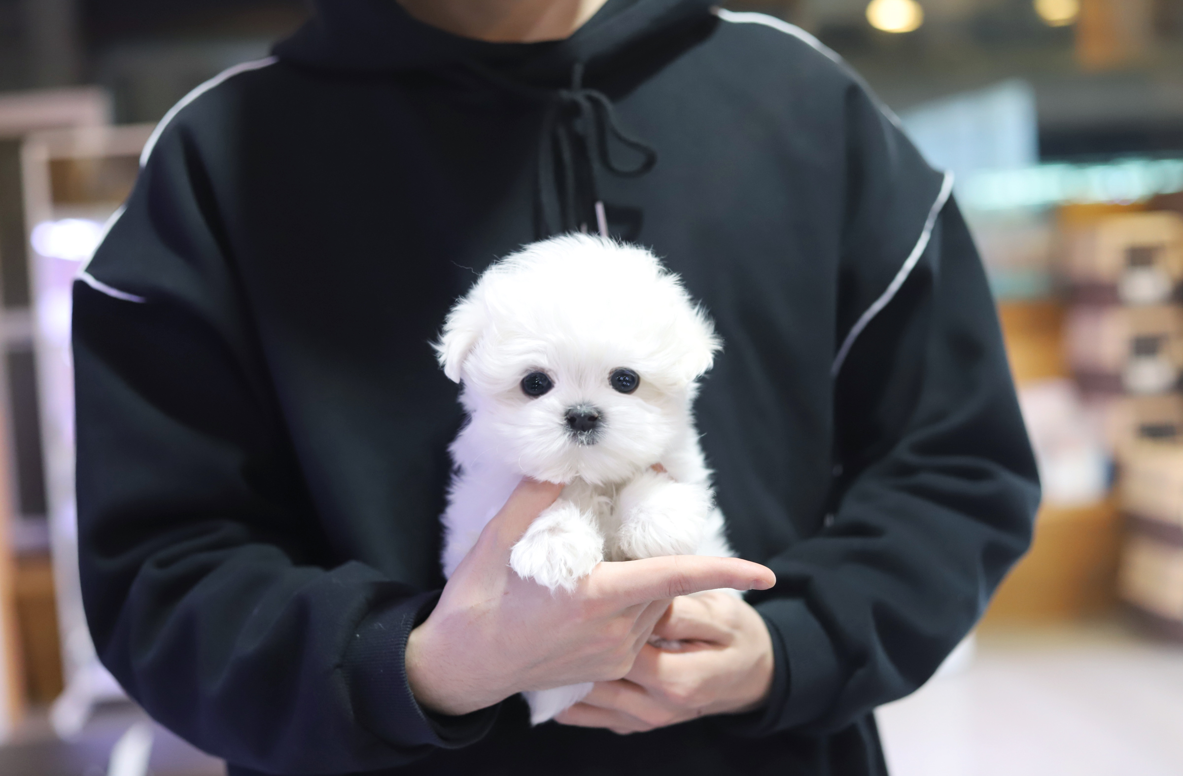 말티즈(분양완료)