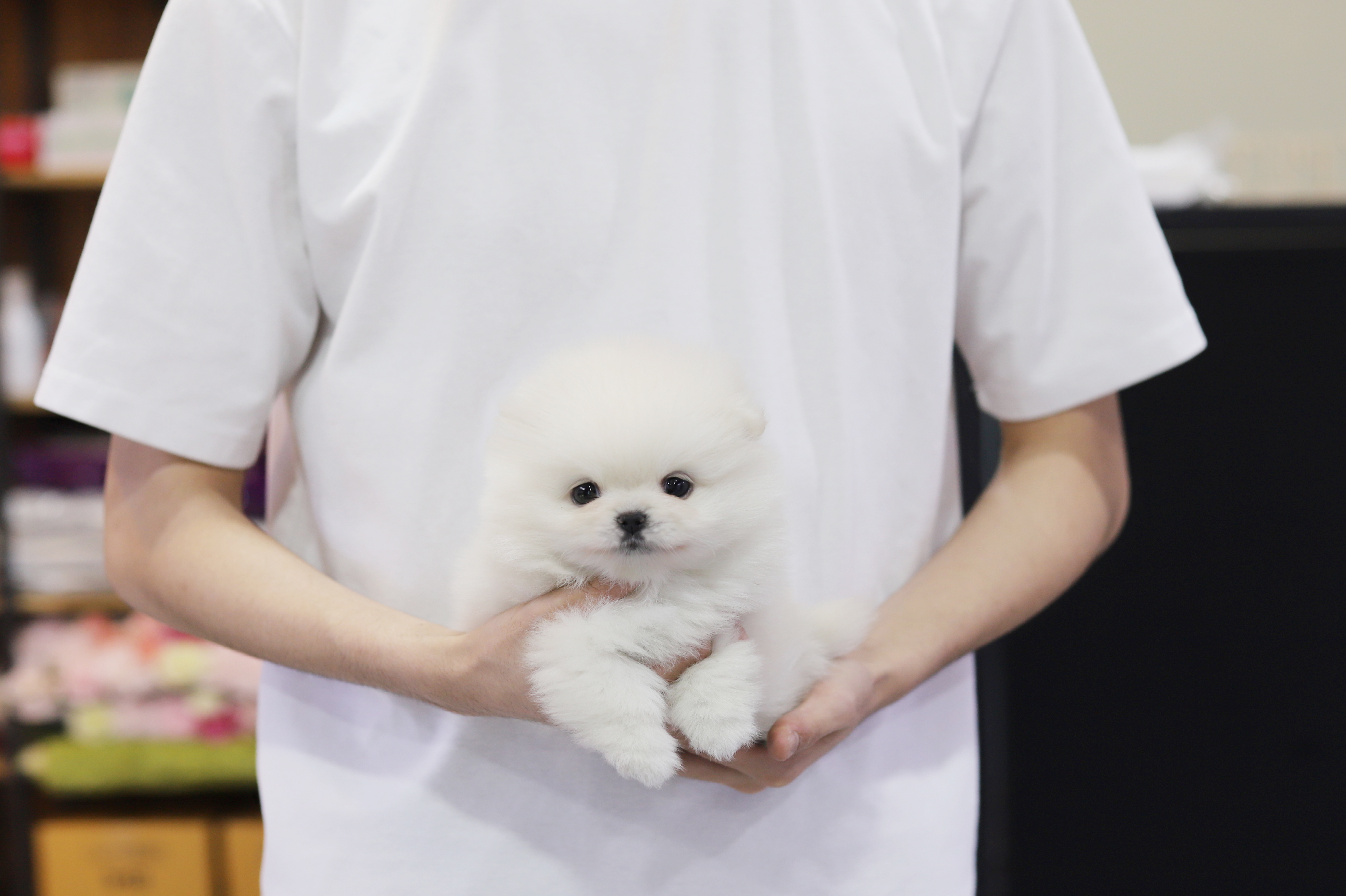 포메라니안(분양완료)