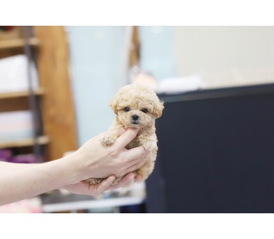 토이푸들(분양완료)