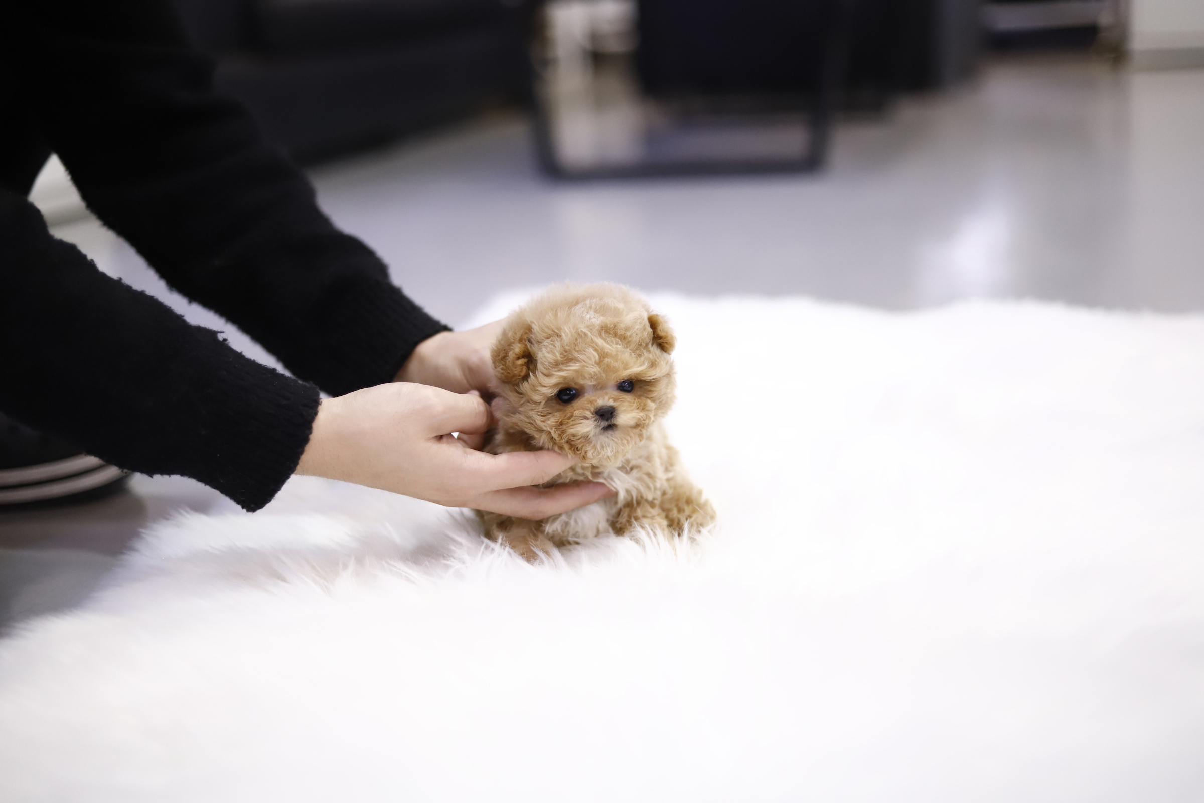 토이푸들(분양완료)