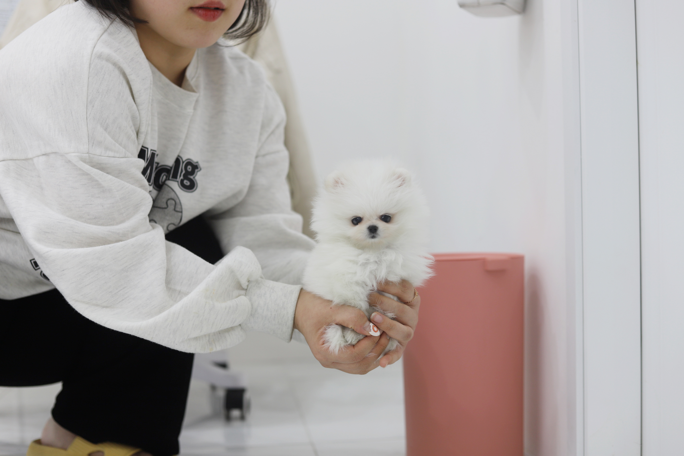 포메라니안(분양완료)