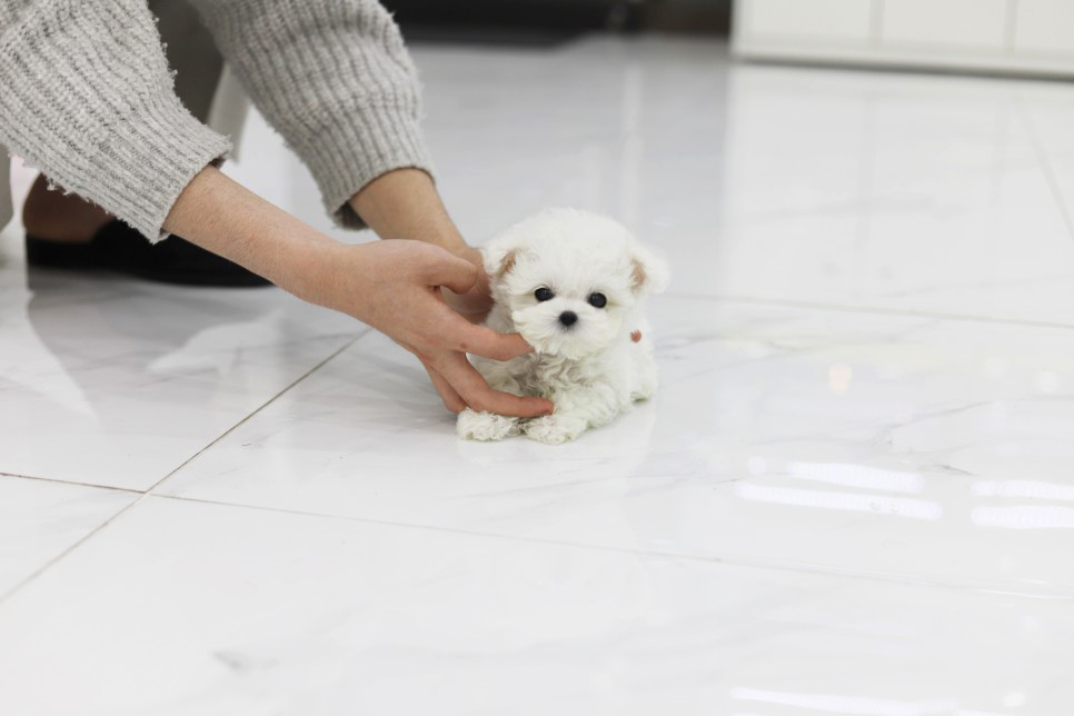 미니비숑(분양완료)