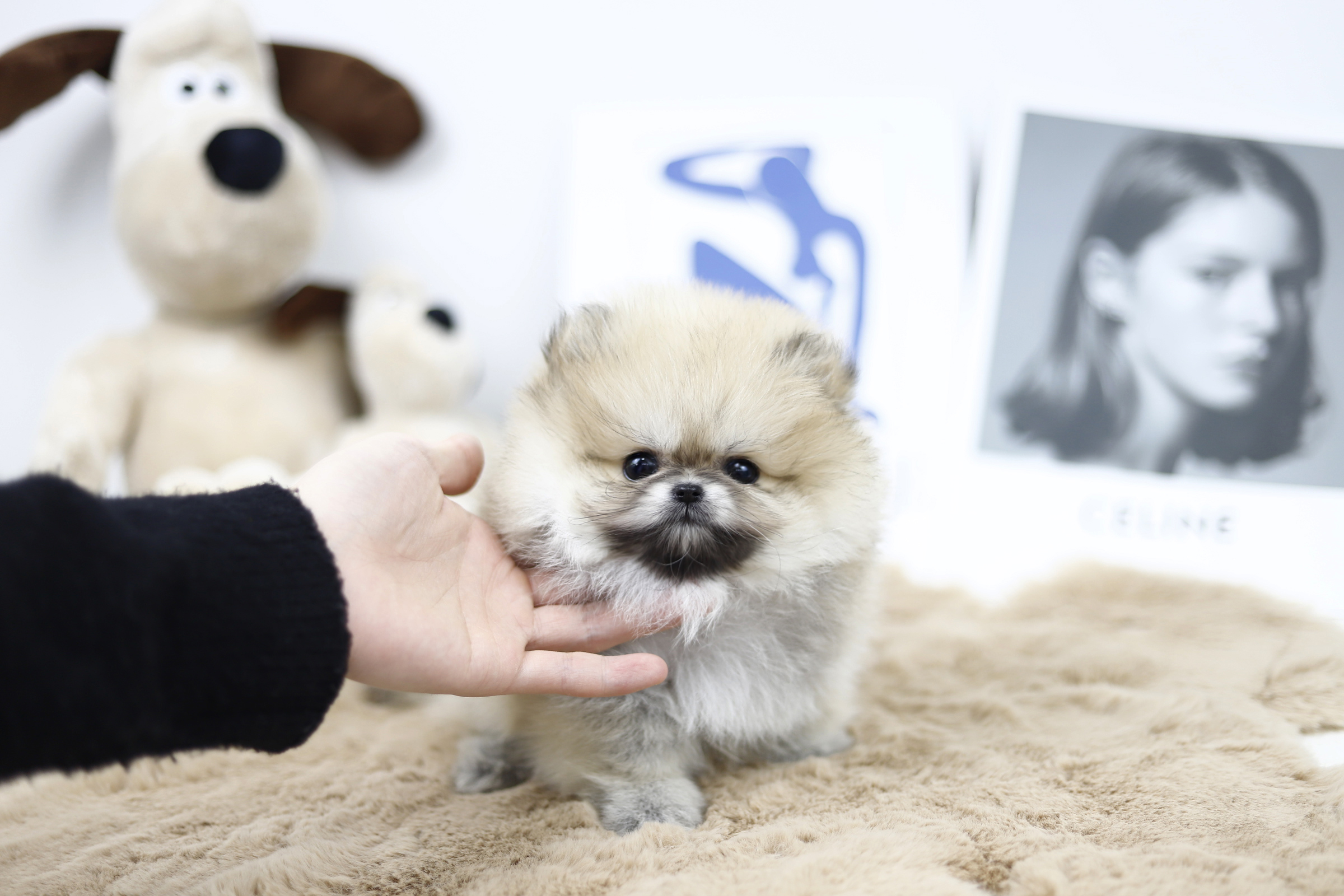 포메라니안(분양완료)