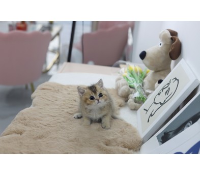 브리티쉬숏헤어(분양완료)