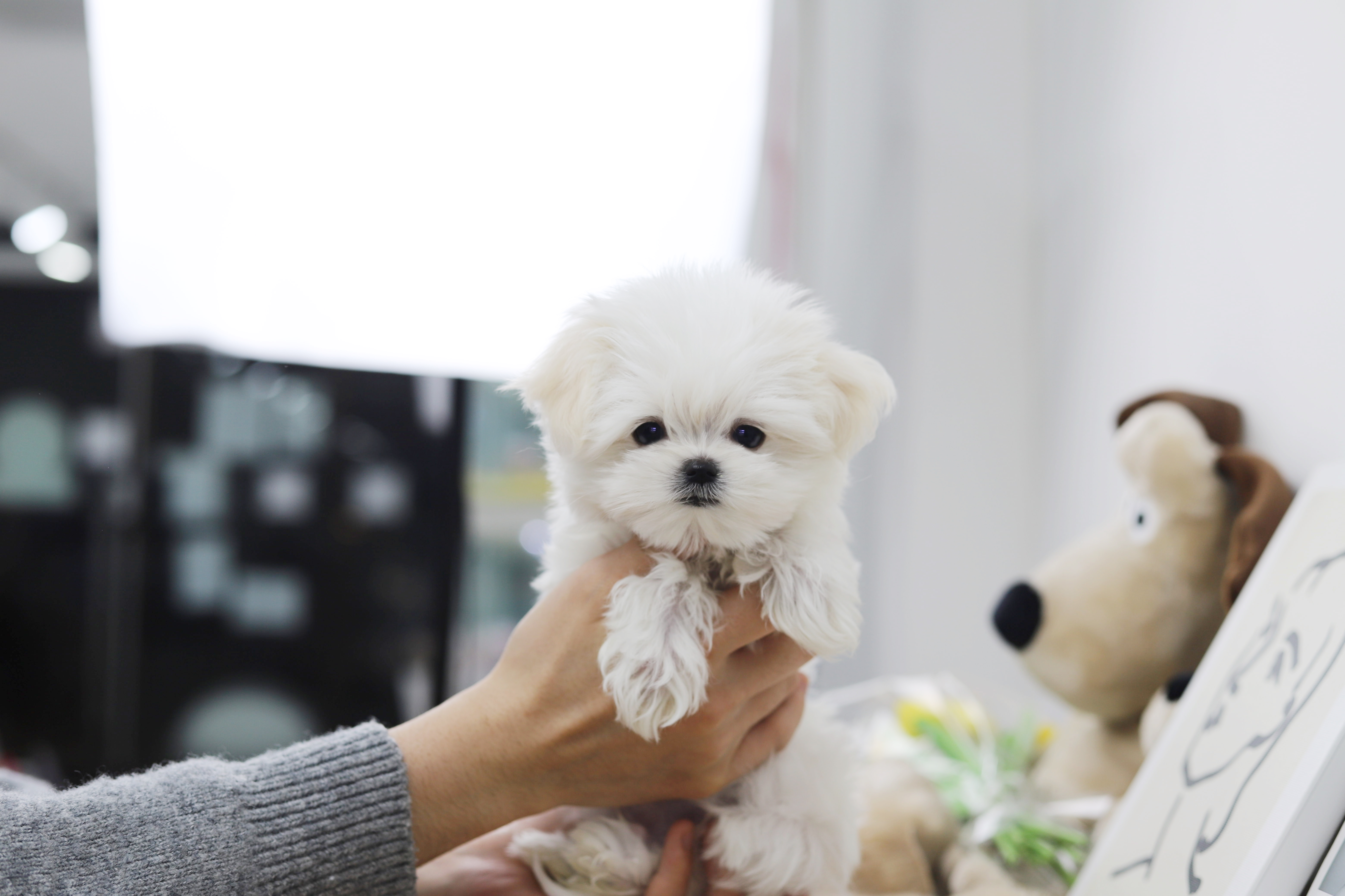 말티즈(분양완료)
