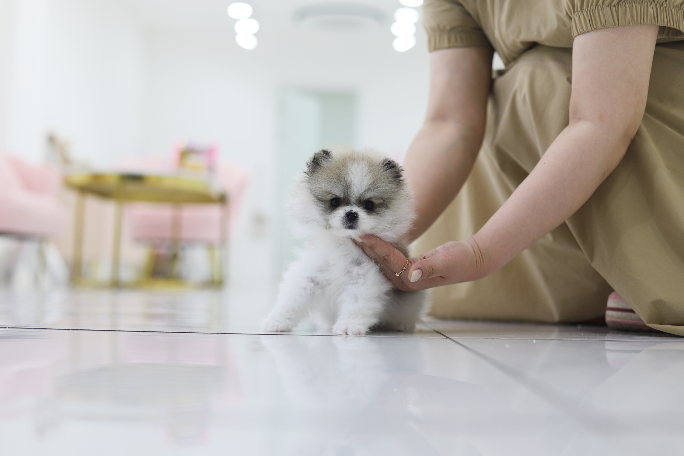 포메라니안(분양완료)