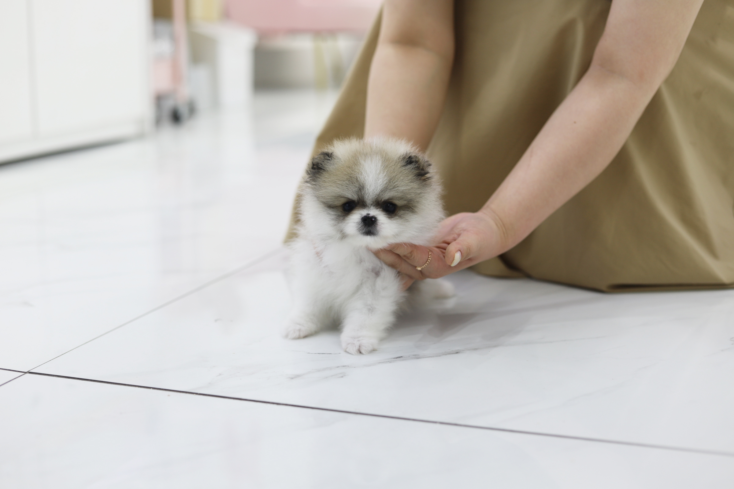 포메라니안(분양완료)