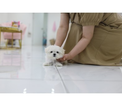 말티즈(분양완료)