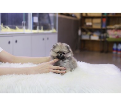 포메라니안(분양완료)