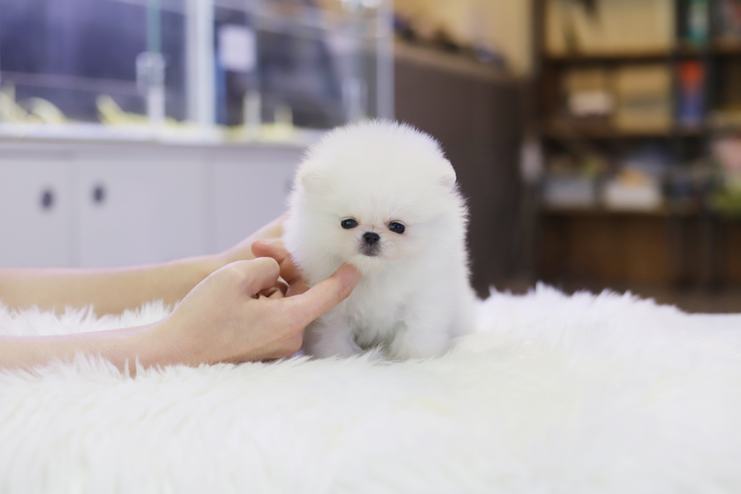 포메라니안(분양완료)