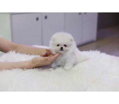 포메라니안(분양완료)