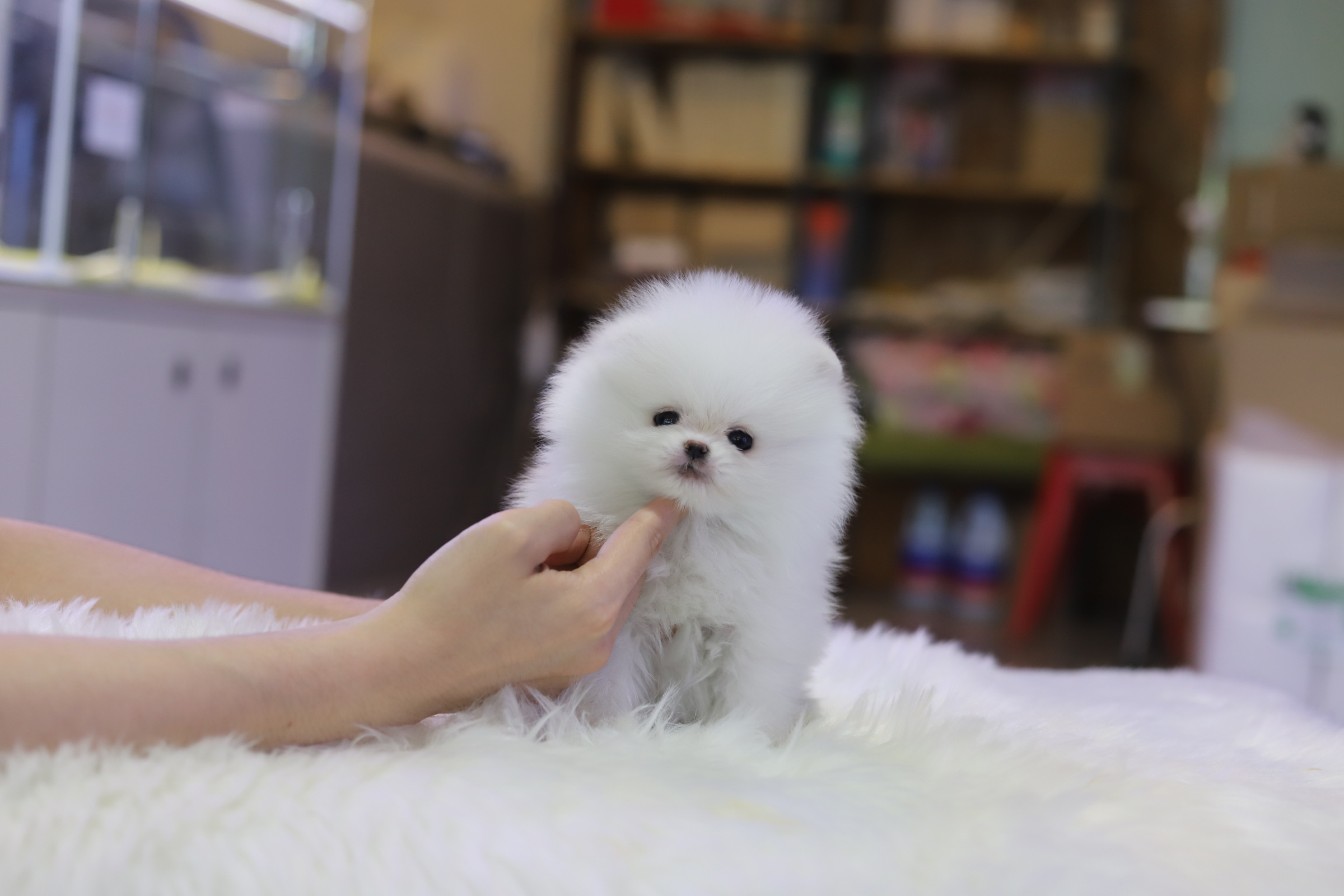 포메라니안(분양완료)