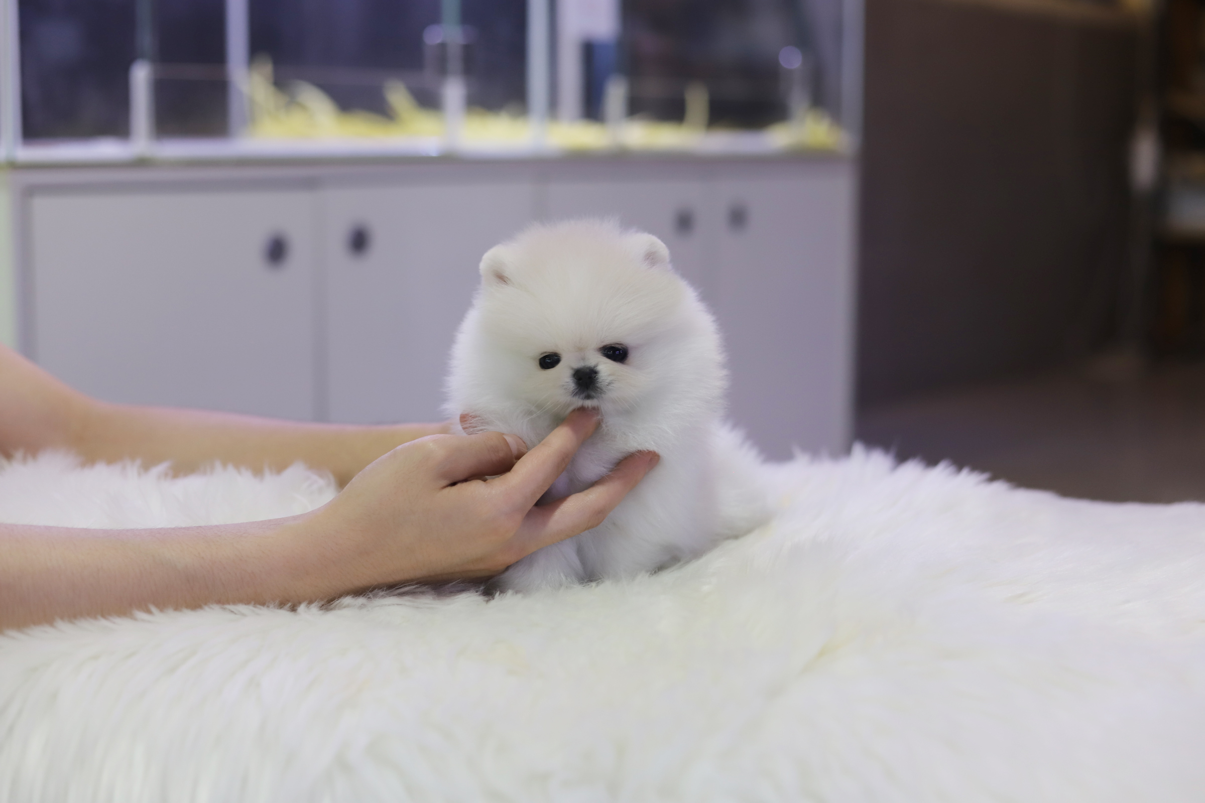포메라니안(분양완료)