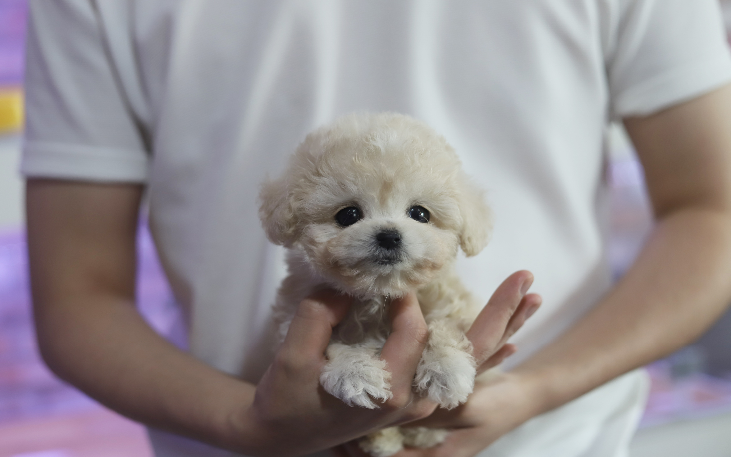 토이푸들(분양완료)