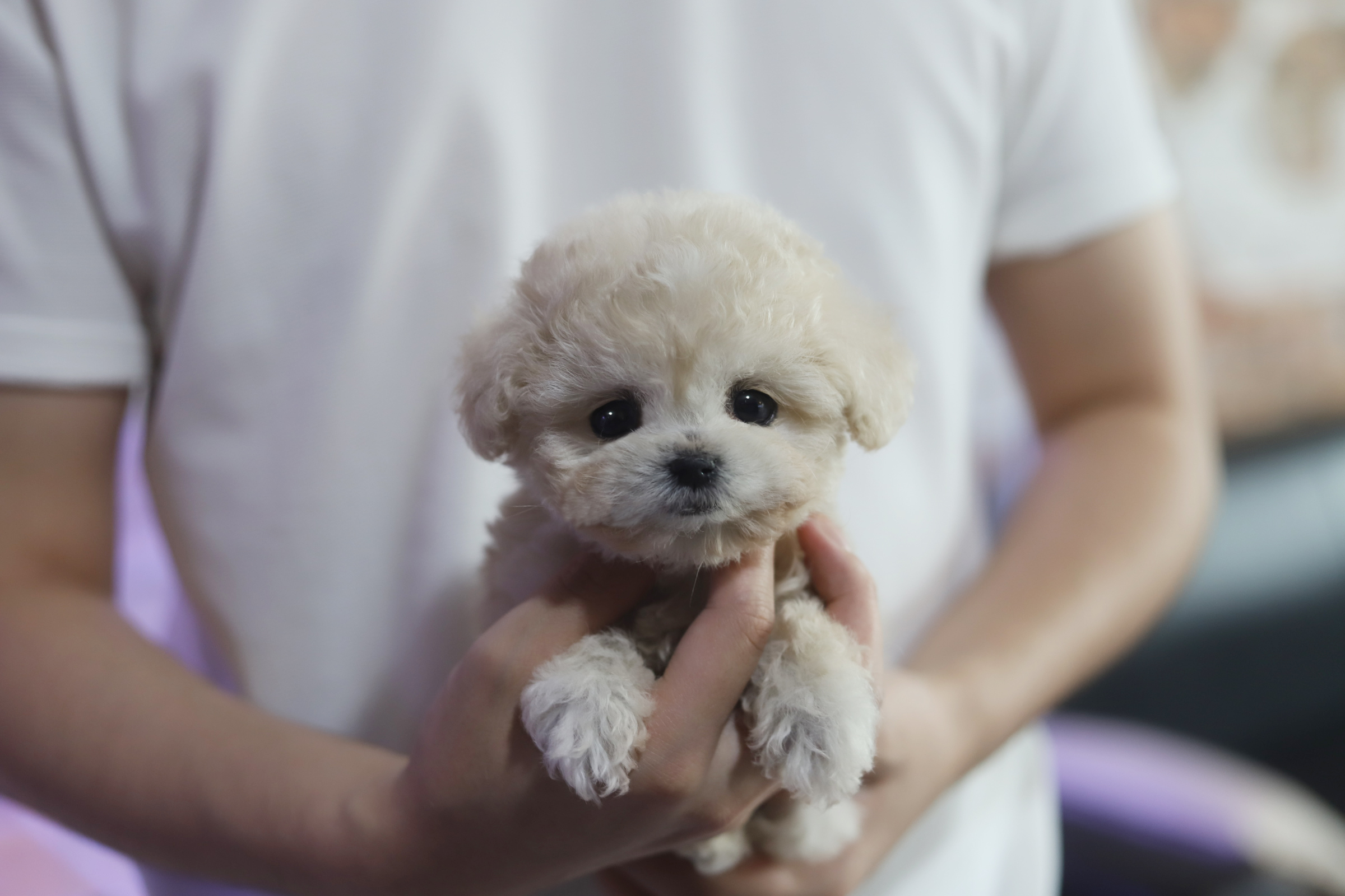 토이푸들(분양완료)