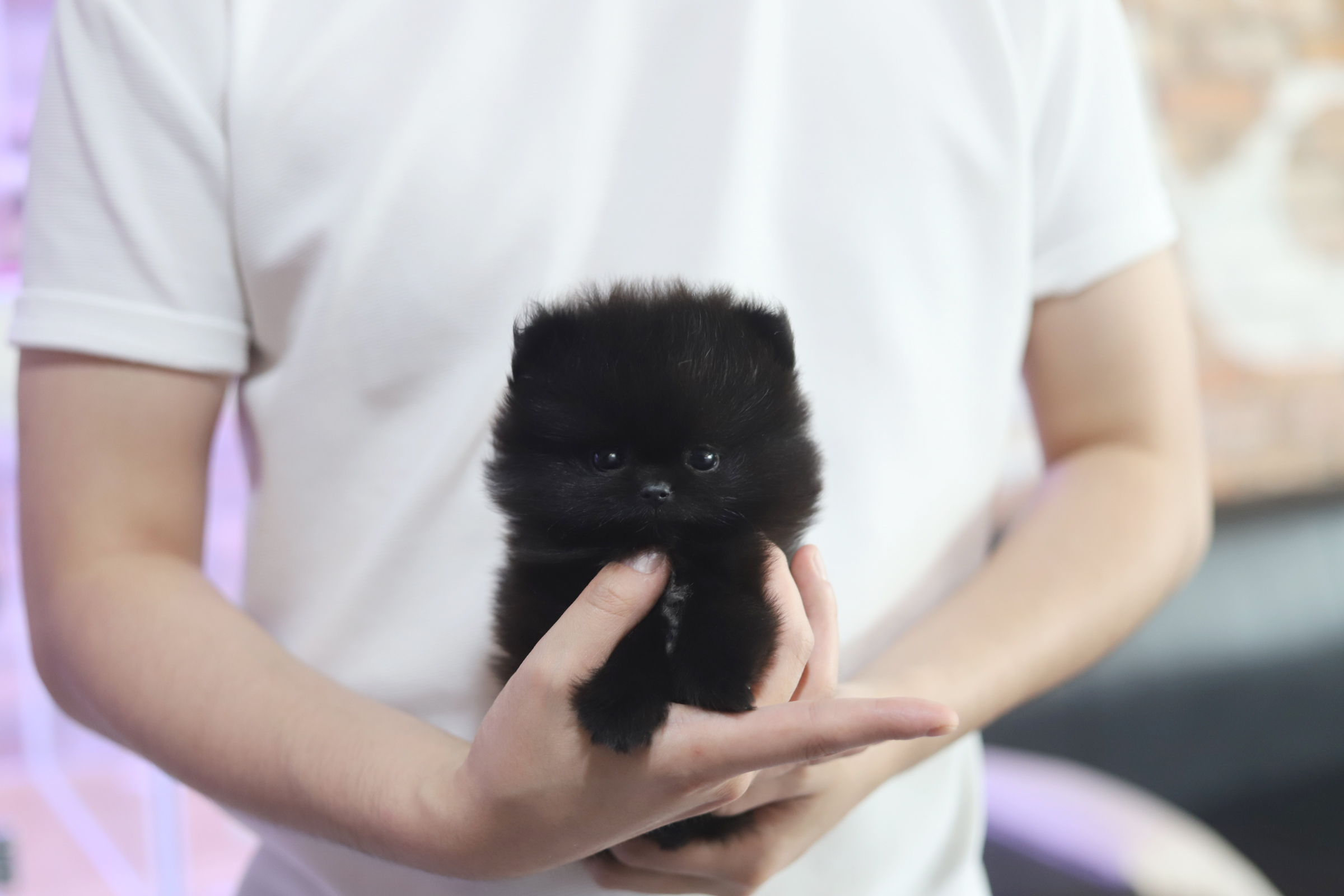 포메라니안(분양완료)