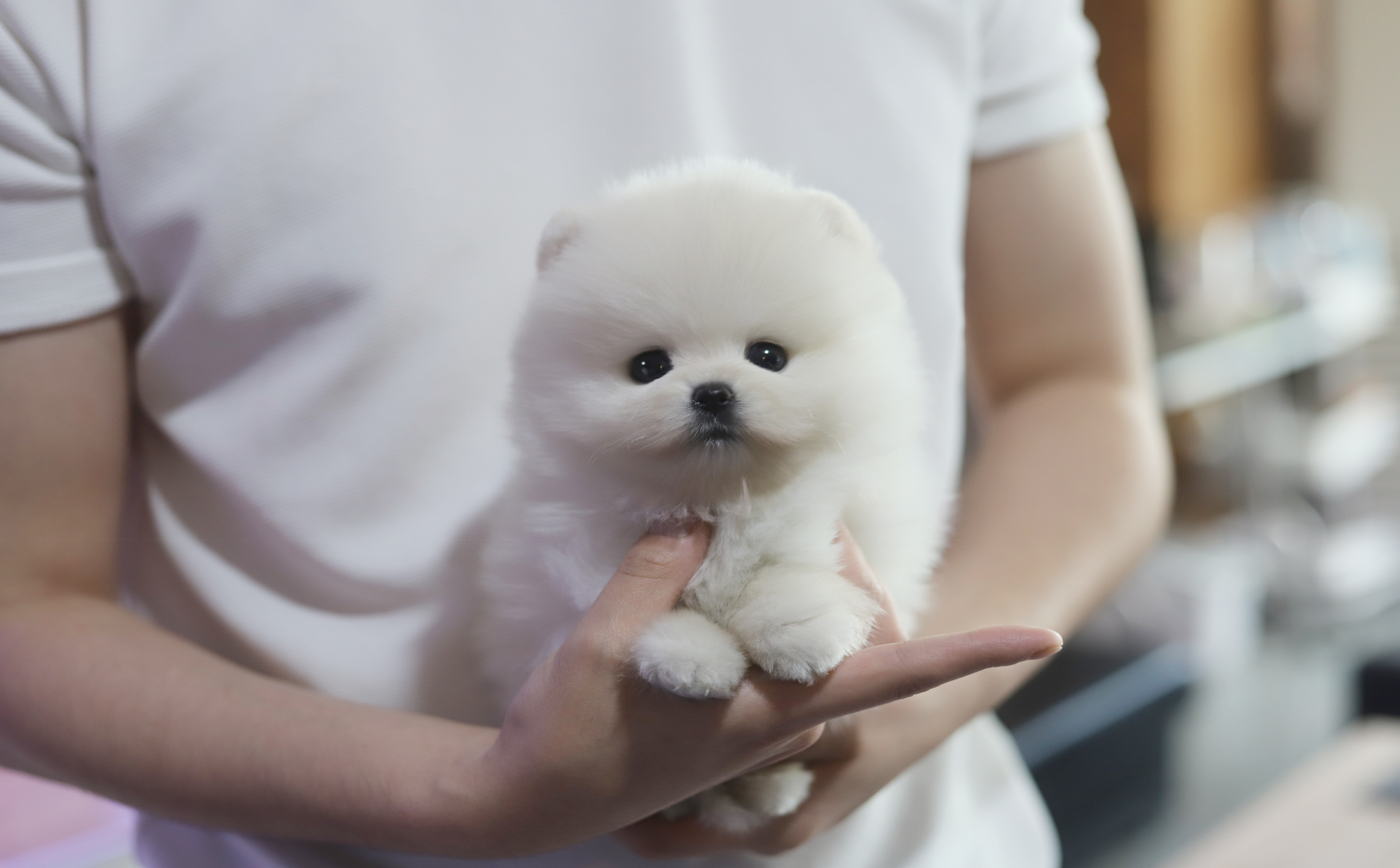 포메라니안(분양완료)