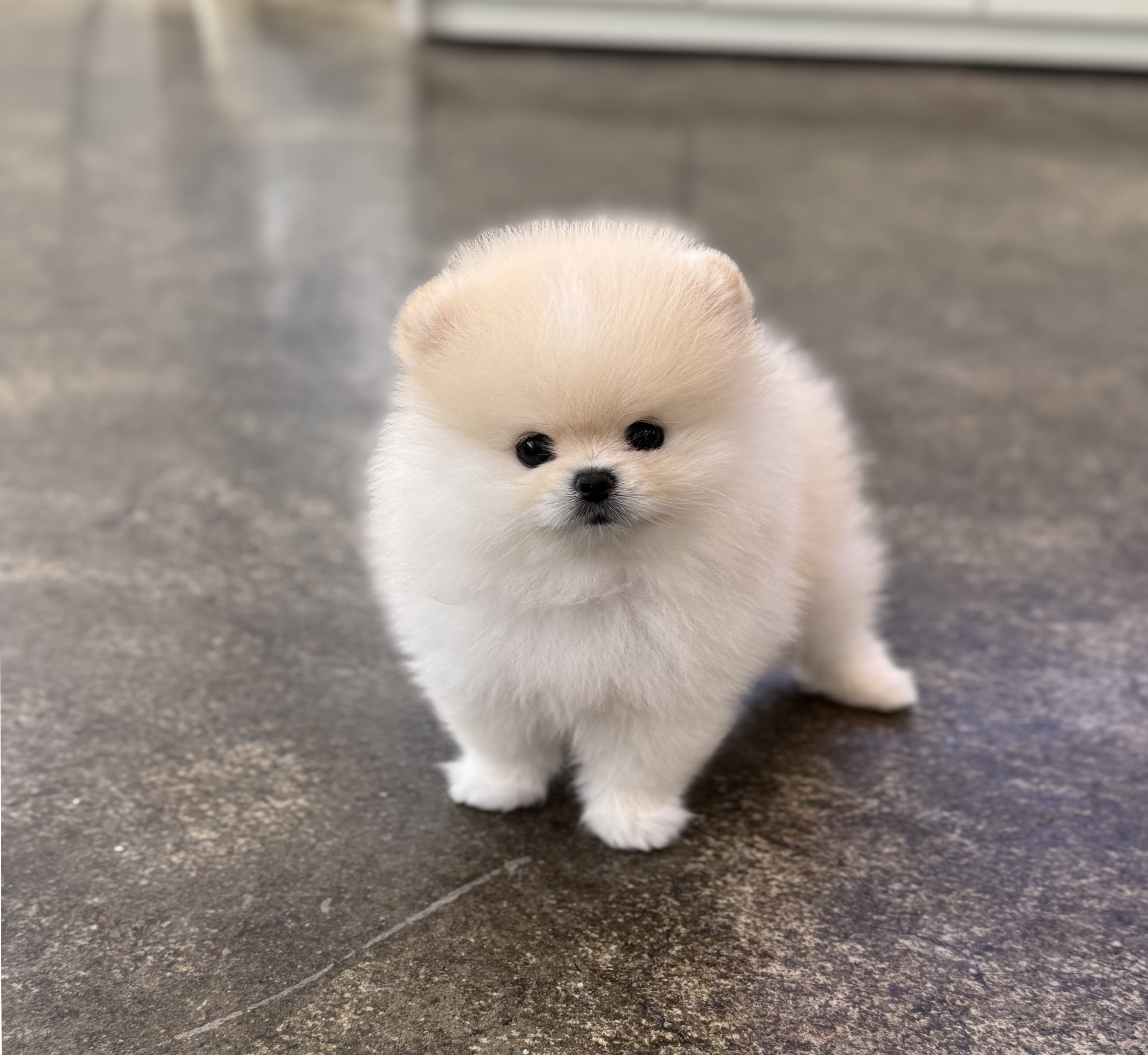 포메라니안(분양완료)