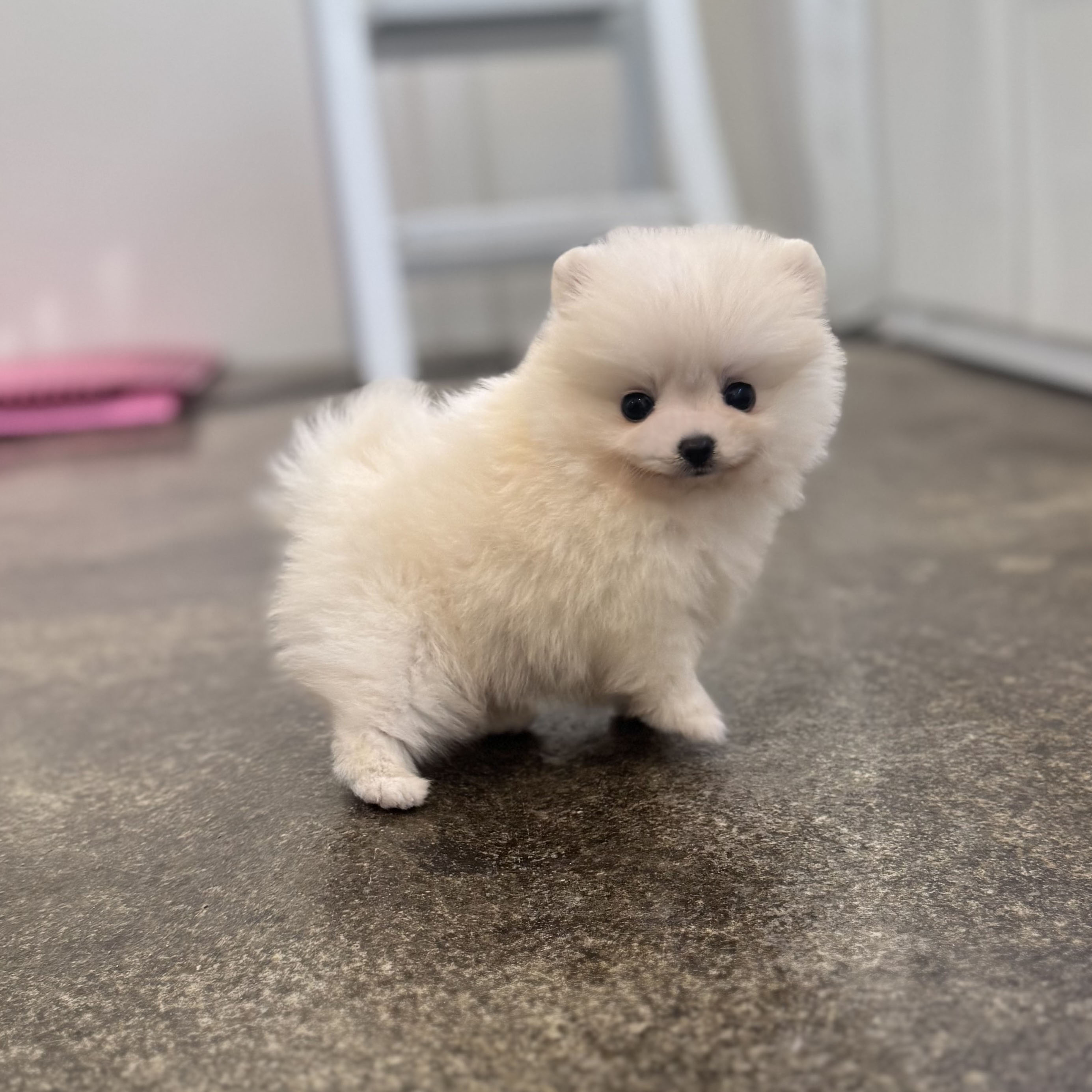 포메라니안(분양완료)