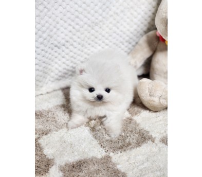 포메라니안(분양완료)