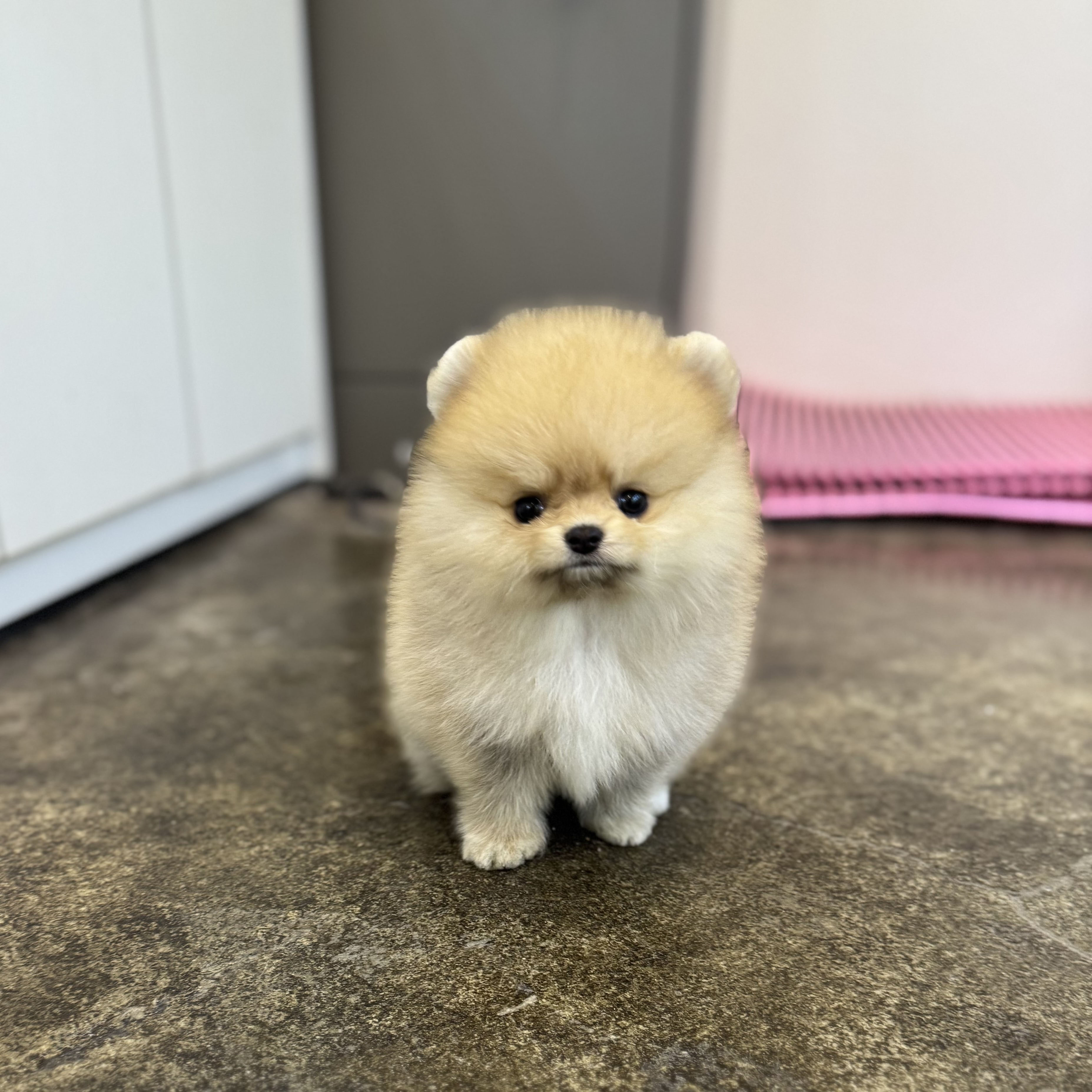 포메라니안(분양완료)