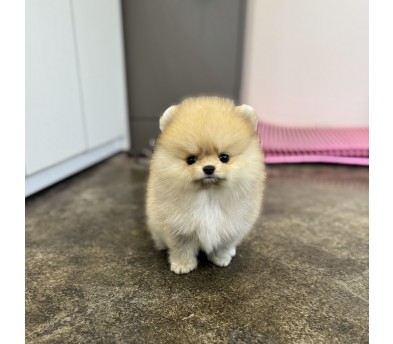 포메라니안(분양완료)