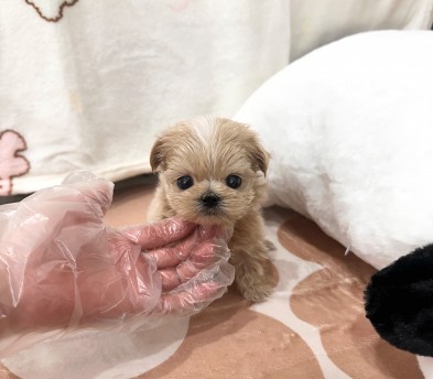 말티푸 분양합니다